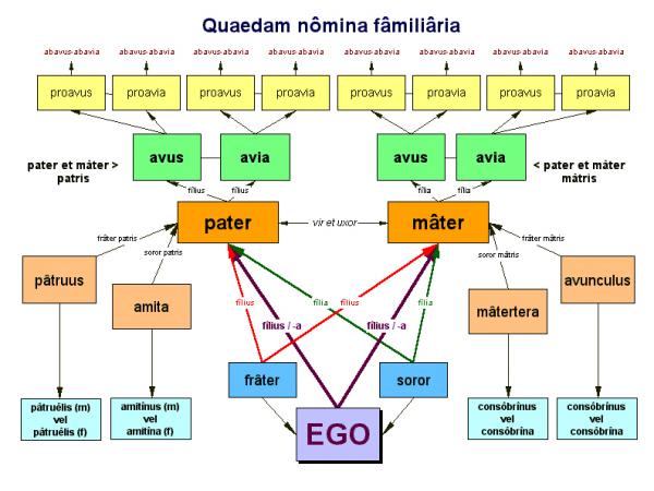 拉丁文亲属图1