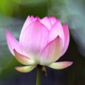 lotusyao