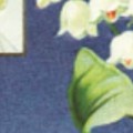 一生愿与你同行