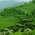 兔子郭